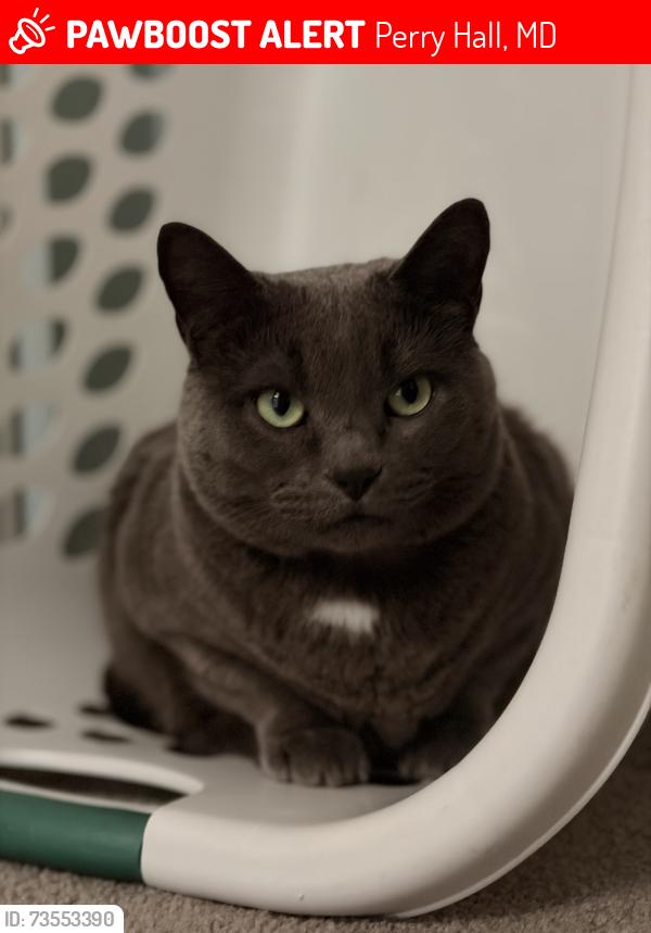 Lost Male Cat last seen Rt 1 by Cottinton Rd, Perry Hall, MD 21236