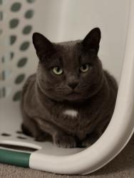 Lost Male Cat last seen Rt 1 by Cottinton Rd, Perry Hall, MD 21236