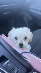 Lost Male Dog last seen Steel st & Thornton parkway, Thornton, CO 80229
