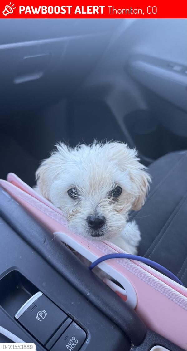 Lost Male Dog last seen Steel st & Thornton parkway, Thornton, CO 80229