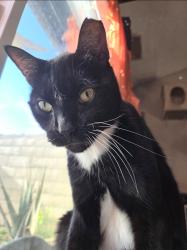 Lost Male Cat last seen Vermont and East, Anaheim, CA 92805