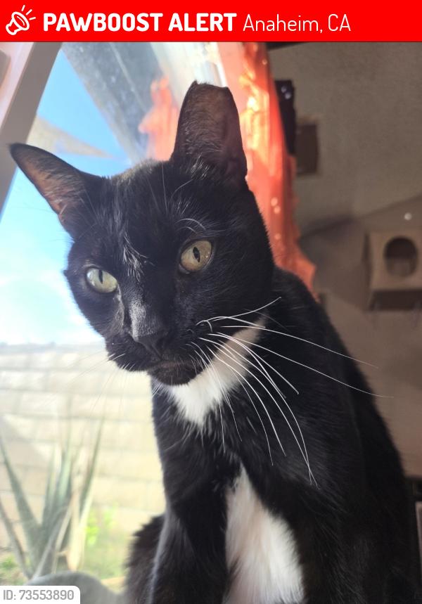 Lost Male Cat last seen Vermont and East, Anaheim, CA 92805