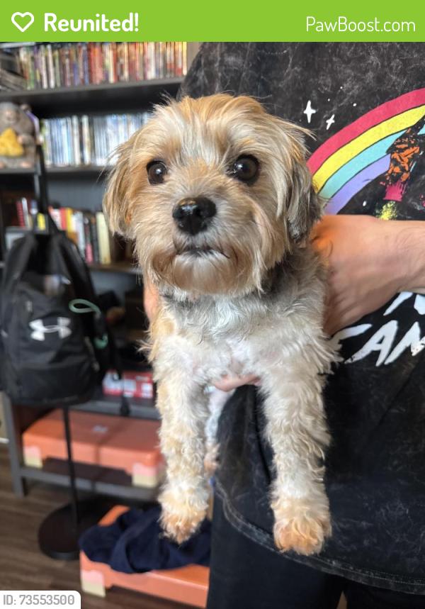 Reunited Female Dog last seen Sunrise Road, Round Rock, TX 78664