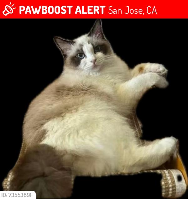 Lost Female Cat last seen Piedmont Rd, San Jose, CA 95132
