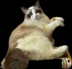 Lost Female Cat last seen Piedmont Rd, San Jose, CA 95132
