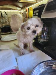 Reunited Unknown Dog last seen Gaylord Glen, Waterbury, CT 06708