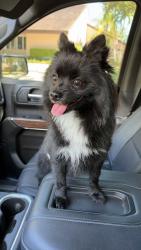 Reunited Male Dog last seen 184th street and 92nd avenue, Palmetto Bay, FL 33157