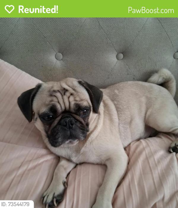 Reunited Male Dog last seen Edison nearby Walgreens, Edison, NJ 08840
