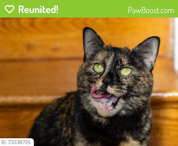 Reunited Female Cat last seen Smyth st, West Springfield, VA 22152
