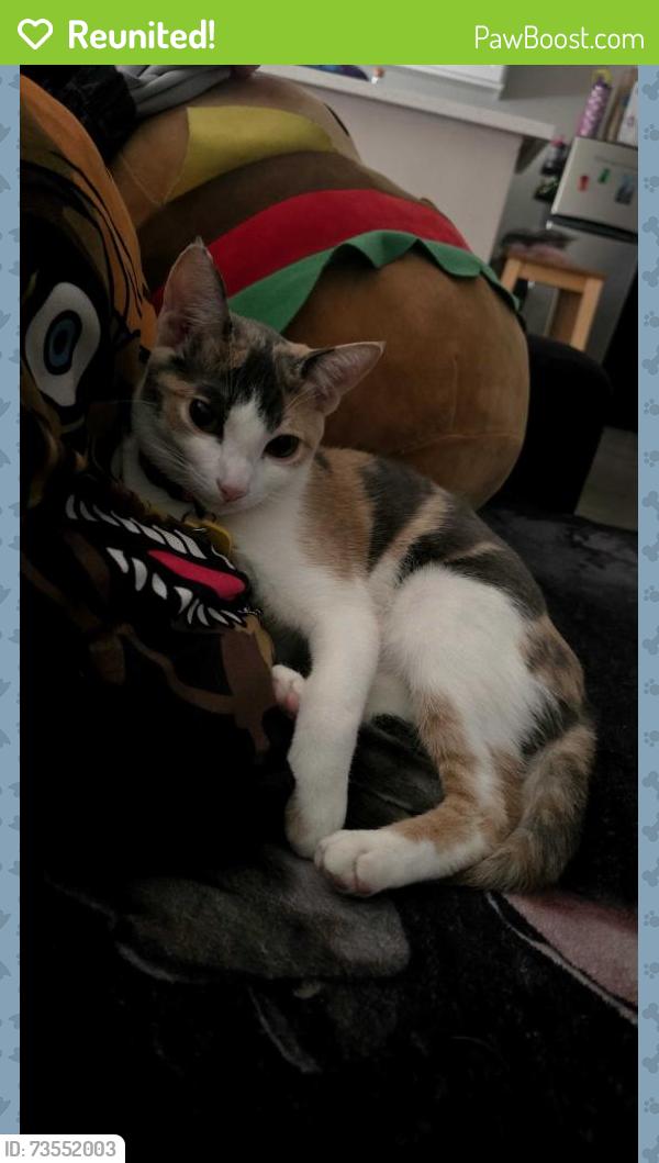Reunited Female Cat last seen Lower azusa, El Monte, CA 91731
