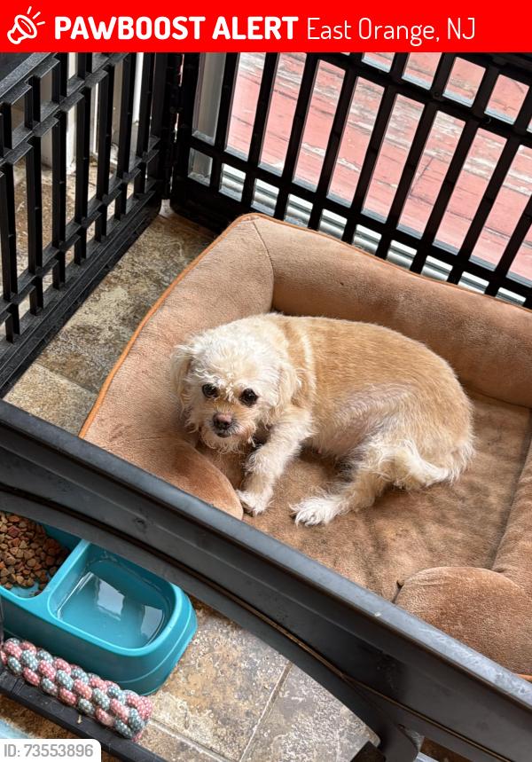 Lost Female Dog last seen Near South Clinton and Central Avenue, East Orange, NJ 07018