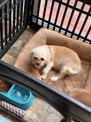 Lost Female Dog last seen Near South Clinton and Central Avenue, East Orange, NJ 07018