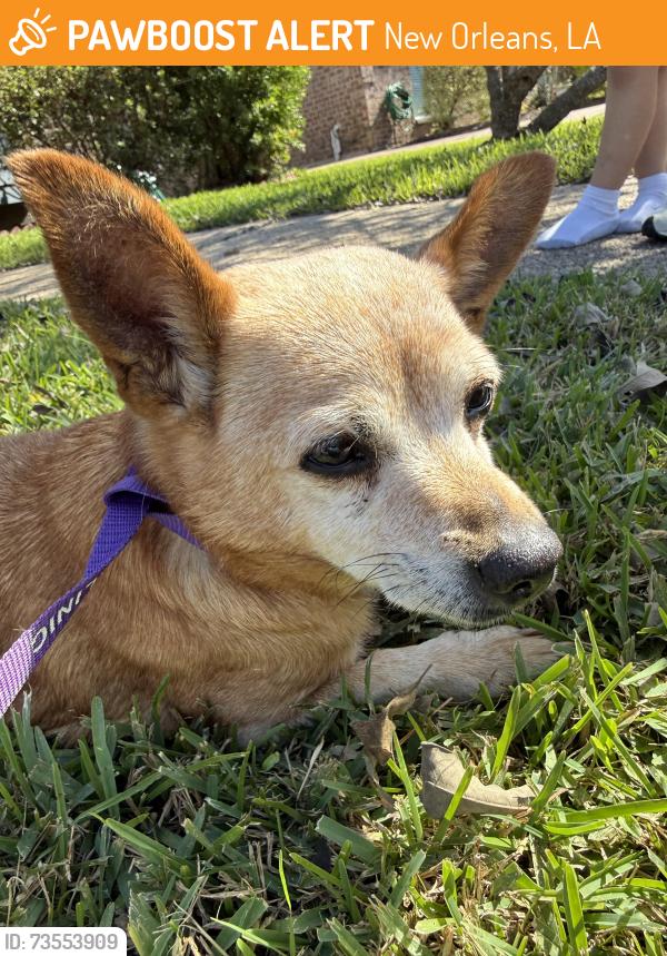 Found/Stray Female Dog last seen Yellowstone Dr & Olympic Ct., New Orleans, LA 70131