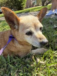 Found/Stray Female Dog last seen Yellowstone Dr & Olympic Ct., New Orleans, LA 70131