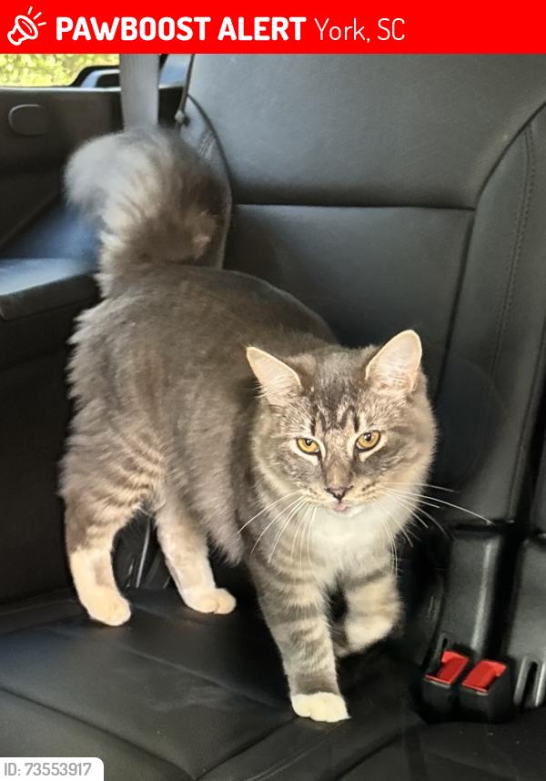 Lost Male Cat last seen Near McFarland Rd York SC, York, SC 29745