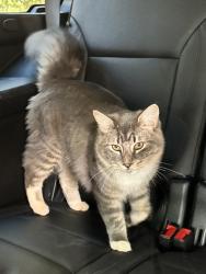Lost Male Cat last seen Near McFarland Rd York SC, York, SC 29745