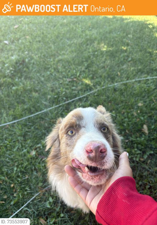 Found/Stray Male Dog last seen Tied to a tree in my front yard, Ontario, CA 91764