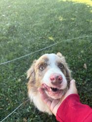 Found/Stray Male Dog last seen Tied to a tree in my front yard, Ontario, CA 91764