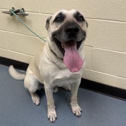 Shelter Stray Male Dog last seen Near BLOCK E CENTER AVE AURORA CO 80017, 1241 W Bayaud Ave, Denver, CO 80223, USA