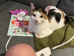Reunited Female Cat last seen Seymour Tn, Seymour, TN 37865