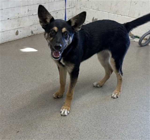 Shelter Stray Female Dog last seen GARNER AVE X 14TH ST, 333 Chandler Pl, San Bernardino, CA 92408, USA