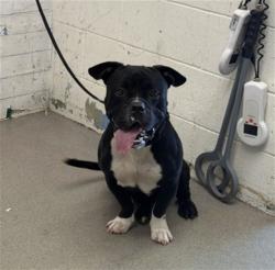 Shelter Stray Male Dog last seen 50TH ST X PERSHING AVE, 333 Chandler Pl, San Bernardino, CA 92408, USA