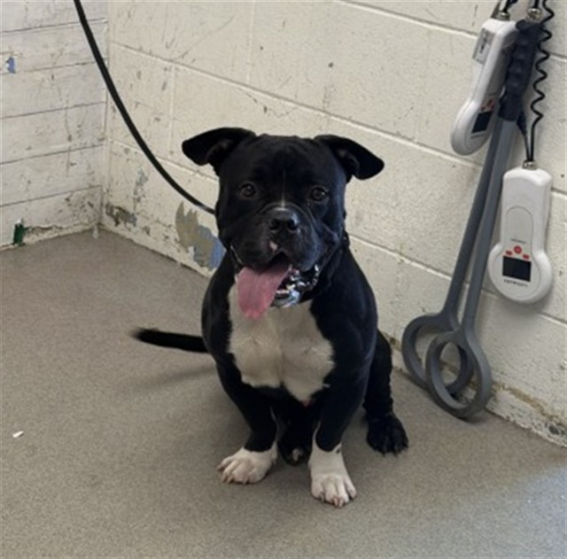 Shelter Stray Male Dog last seen 50TH ST X PERSHING AVE, 333 Chandler Pl, San Bernardino, CA 92408, USA