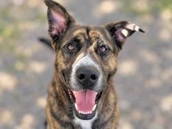 Shelter Stray Female Dog last seen CARRIZO GORGE, 5821 Sweetwater Rd, Bonita, CA 91902, USA