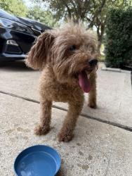 Reunited Male Dog last seen Roseglade Dr, Houston, TX 77429