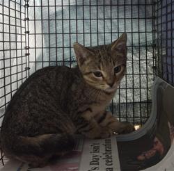Shelter Stray Unknown Cat last seen Near BLOCK NW 45 ST, OAKLAND PARK FL 33309, 2400 SW 42nd St, Fort Lauderdale, FL 33312, USA