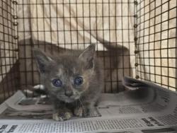 Shelter Stray Female Cat last seen BUTTONWOOD AVE & MIRAMAR BLVD 33025, 2400 SW 42nd St, Fort Lauderdale, FL 33312, USA