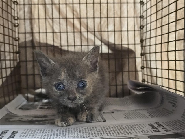 Shelter Stray Female Cat last seen BUTTONWOOD AVE & MIRAMAR BLVD 33025, 2400 SW 42nd St, Fort Lauderdale, FL 33312, USA