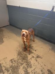 Shelter Stray Male Dog last seen Near BLOCK N WOODWARD AVE, TALLAHASSEE FL 32306, 1125 Easterwood Dr, Tallahassee, FL 32311, USA