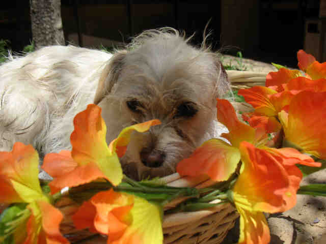 Shelter Stray Male Dog last seen , 3201 Lacy St, Los Angeles, CA 90031, USA