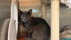 Shelter Stray Male Cat last seen 53RD AVE & INDIAN SCHOOL RD, 5501 E Van Buren St, Phoenix, AZ 85008, USA