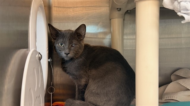 Shelter Stray Male Cat last seen 53RD AVE & INDIAN SCHOOL RD, 5501 E Van Buren St, Phoenix, AZ 85008, USA