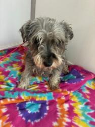 Shelter Stray Female Dog last seen MILLER RD & SOUTHERN AVE, 2500 S 27th Ave, Phoenix, AZ 85009, USA