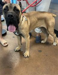 Shelter Stray Male Dog last seen , 14409 Vanowen St, Van Nuys, CA 91405, USA