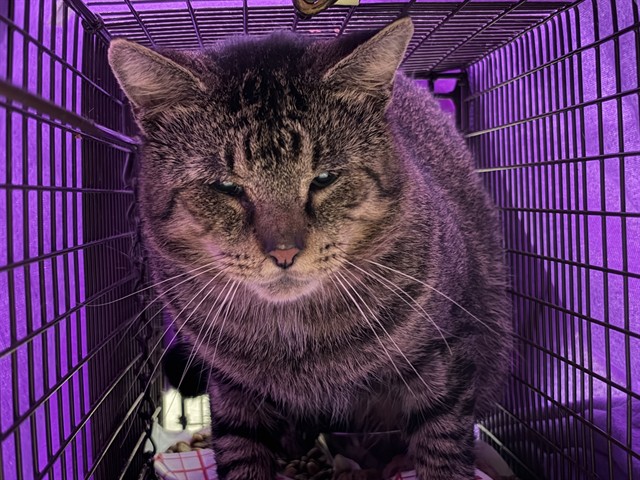 Shelter Stray Unknown Cat last seen TRIANGLE DR, MOUNT DORA, 12280 County Rd 448, Tavares, FL 32778, USA