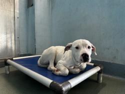 Shelter Stray Male Dog last seen , 4275 Elton St, Baldwin Park, CA 91706, USA