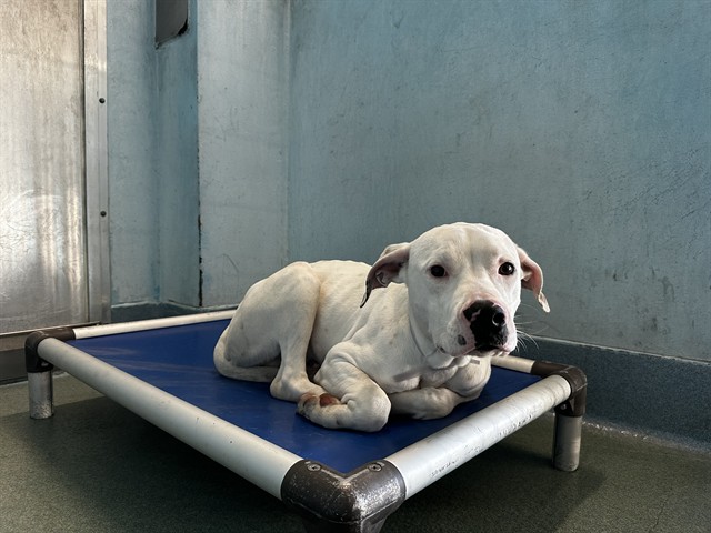 Shelter Stray Male Dog last seen , 4275 Elton St, Baldwin Park, CA 91706, USA