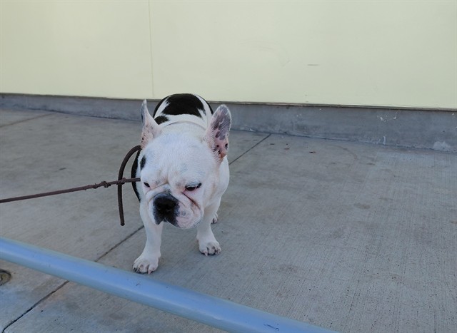 Shelter Stray Female Dog last seen , 4275 Elton St, Baldwin Park, CA 91706, USA