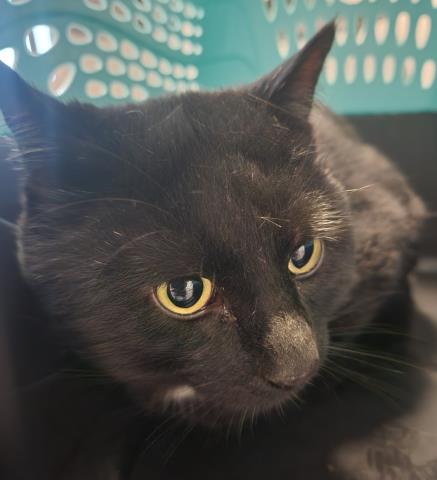 Shelter Stray Male Cat last seen Near BLOCK S NOME ST, AURORA CO 80012 4258, 2080 S Quebec St, Denver, CO 80231, USA
