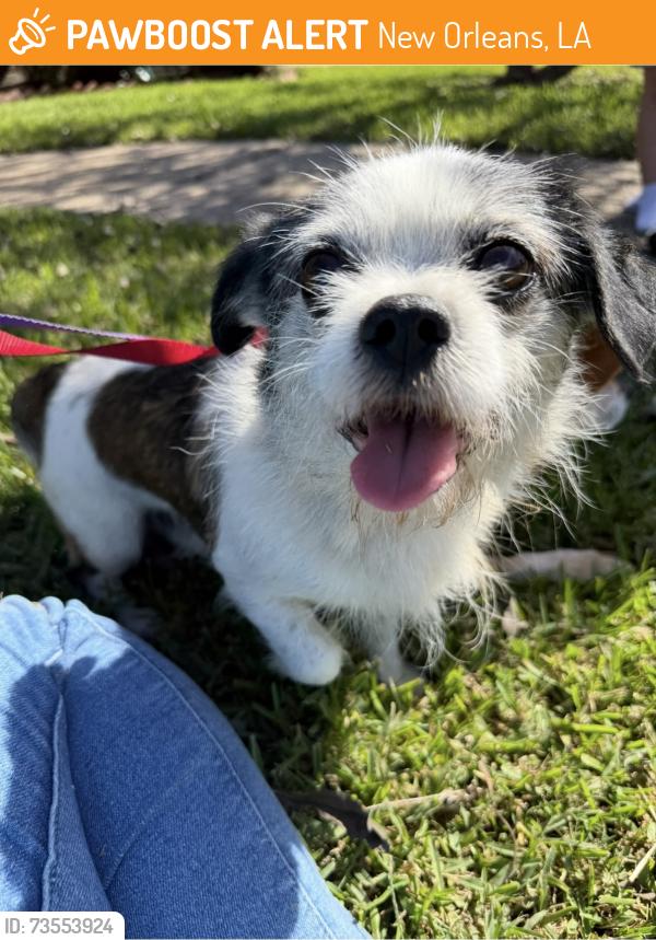 Found/Stray Male Dog last seen Yellowstone Dr. & Olympic Ct., New Orleans, LA 70131