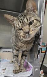 Shelter Stray Female Cat last seen Near BLOCK ICEBERG, 4710 TX-151, San Antonio, TX 78227, USA
