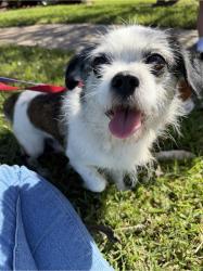 Found/Stray Male Dog last seen Yellowstone Dr. & Olympic Ct., New Orleans, LA 70131