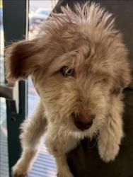 Shelter Stray Unknown Dog last seen , West Valley Animal Shelter, 20655 Plummer St, Chatsworth, CA 91311, USA
