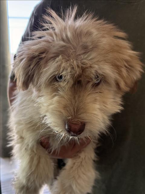 Shelter Stray Unknown Dog last seen , West Valley Animal Shelter, 20655 Plummer St, Chatsworth, CA 91311, USA