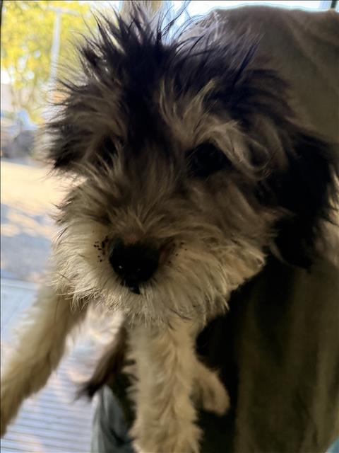 Shelter Stray Unknown Dog last seen , West Valley Animal Shelter, 20655 Plummer St, Chatsworth, CA 91311, USA