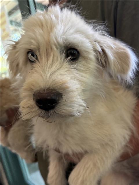 Shelter Stray Unknown Dog last seen , West Valley Animal Shelter, 20655 Plummer St, Chatsworth, CA 91311, USA